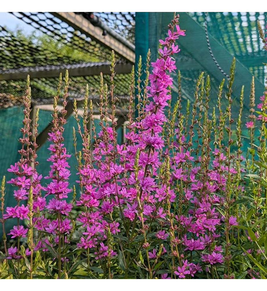 Lythrum virgatum Dropmore Purple (1lt)