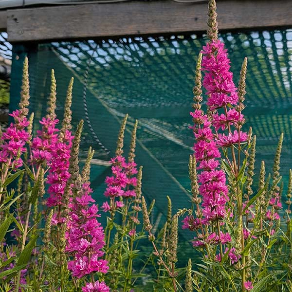 Lythrum salicaria Morden Pink (1lt) Lythrum salicaria Morden Pink (1lt)