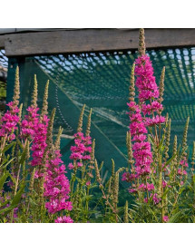 Lythrum salicaria Morden Pink (1lt)