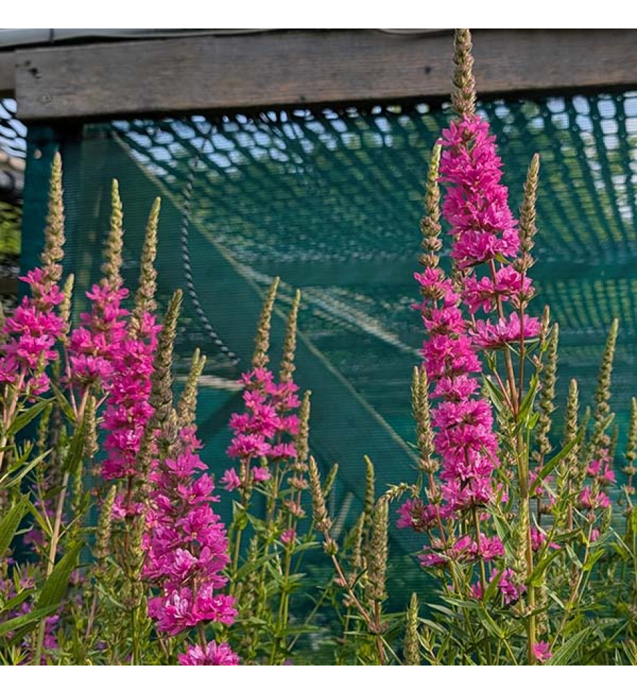 Lythrum salicaria Morden Pink (1lt)
