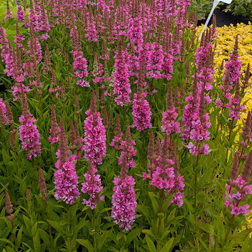 Lythrum salicaria Robert (3lt)