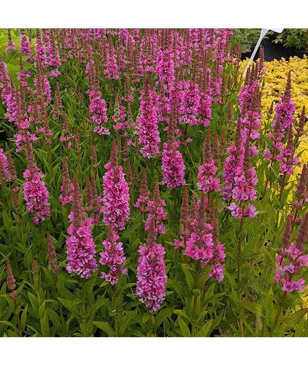 Lythrum salicaria Robert (3lt)