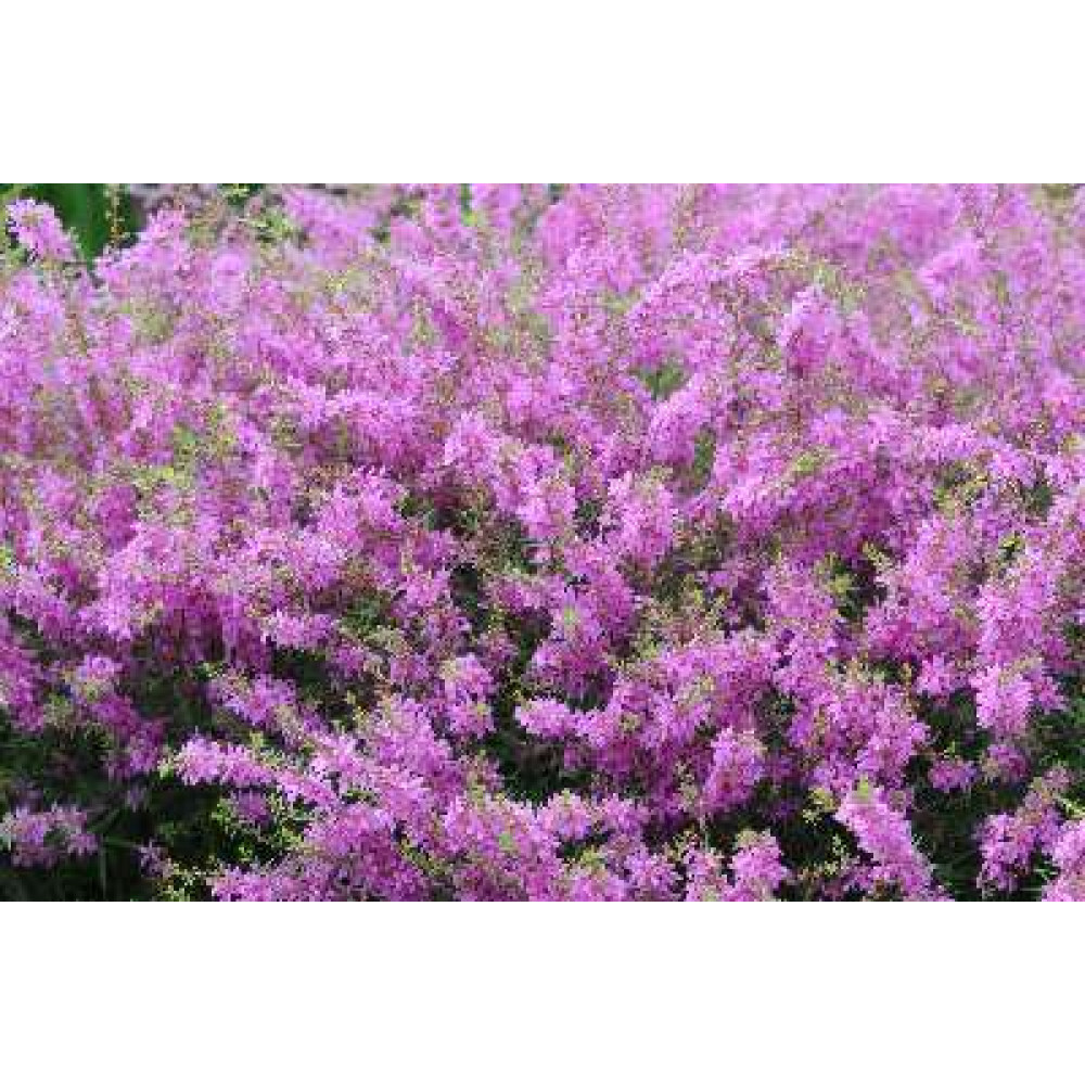 Lythrum salicaria Morden Pink (1lt)
