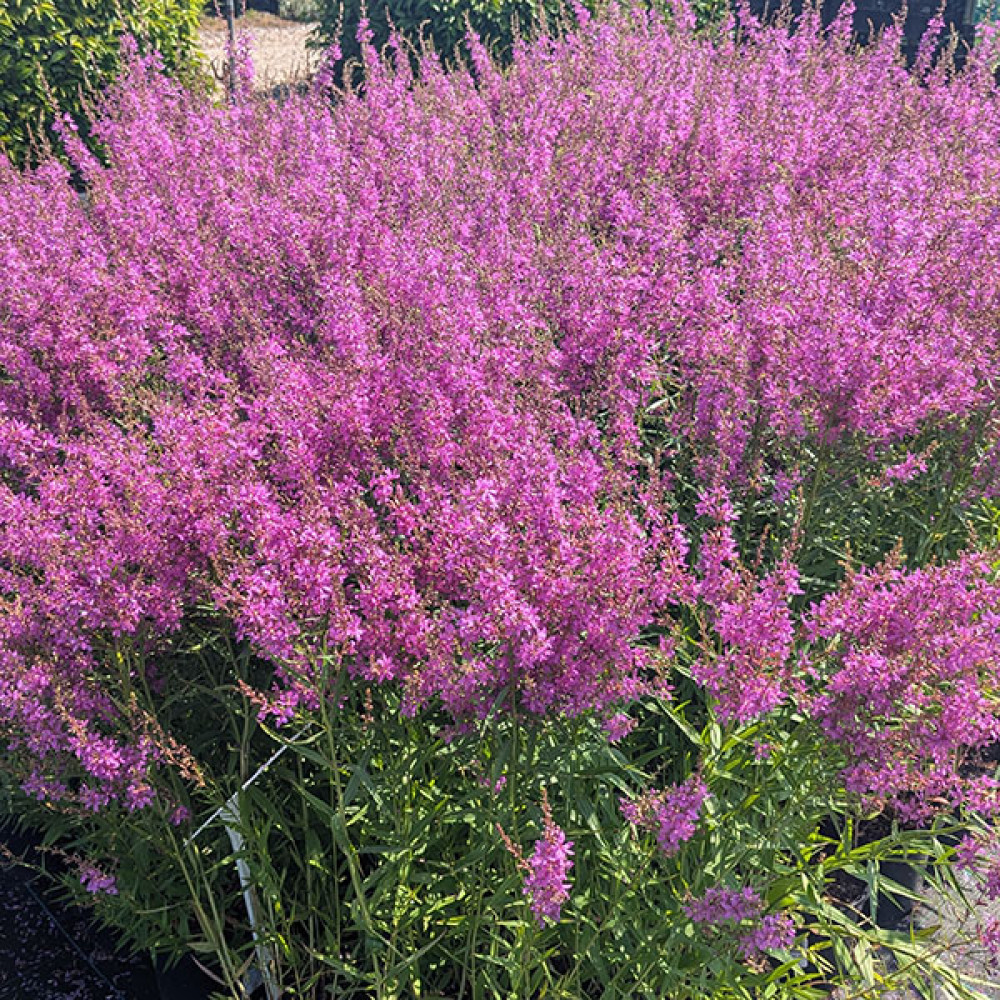 Lythrum salicaria Swirl (1lt)