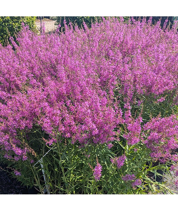 Lythrum salicaria Swirl (3lt)