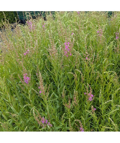 Lythrum salicaria Swirl (3lt)