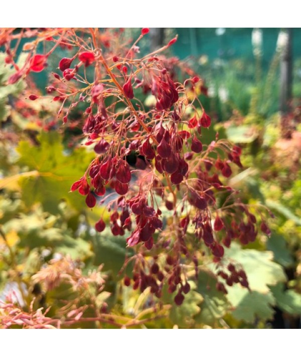 Macleaya microcarpa Kelway's Coral Plume (2lt)