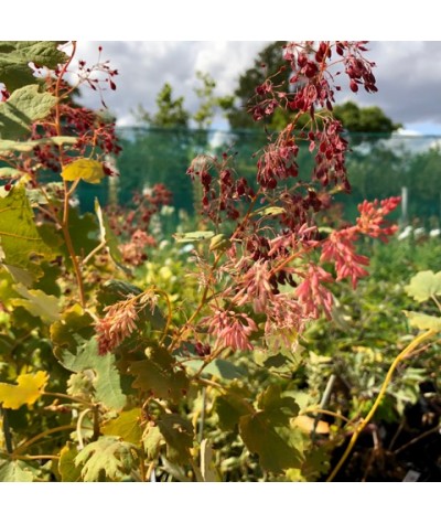 Macleaya microcarpa Kelway's Coral Plume (2lt)