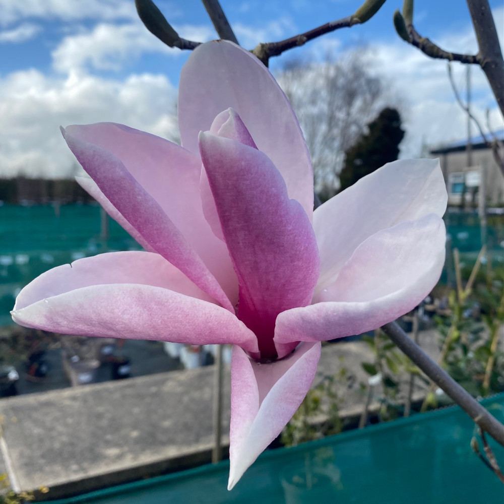 Magnolia Big Dude (35lt)