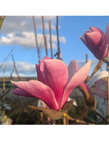 Magnolia Big Dude (35lt)