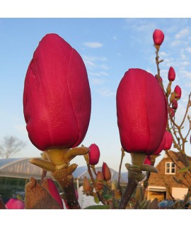 Magnolia Black Tulip (Jurmag1) (12lt)