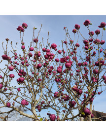 Magnolia Black Tulip (Jurmag1) (12lt) Magnolia Black Tulip (Jurmag1) (12lt)