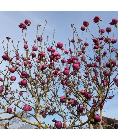 Magnolia Black Tulip (Jurmag1) (12lt)