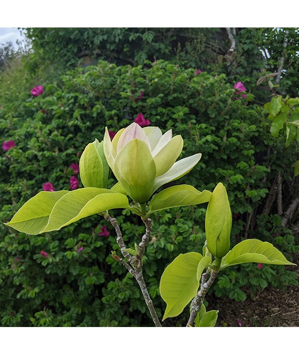 Magnolia acuminata Blue Opal (12lt)