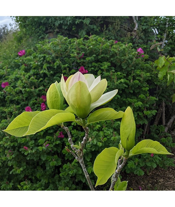 Magnolia acuminata Blue Opal (20lt)