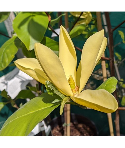 Magnolia Daphne (7.5lt)