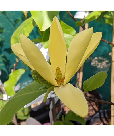 Magnolia Daphne (7.5lt)