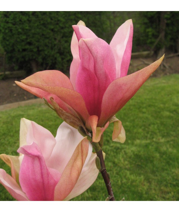 Magnolia Daybreak (35lt)