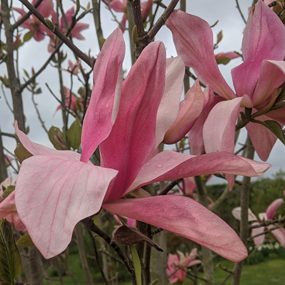 April - what to do in the garden