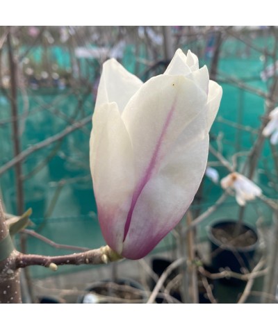 Magnolia Eskimo (12lt)