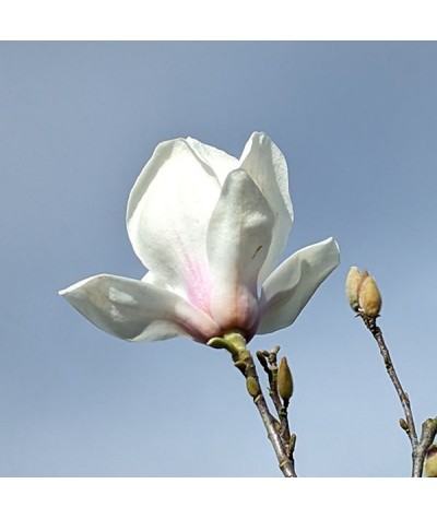 Magnolia Eskimo (12lt)