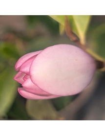 Magnolia Fairy Blush (12lt)
