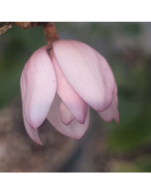 Magnolia Fairy Blush (12lt)