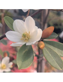 Magnolia Fairy Honey Velvet (18lt)