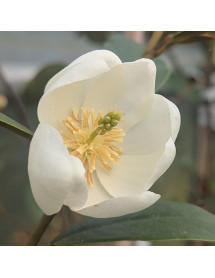 Magnolia Fairy Honey Velvet (10lt)