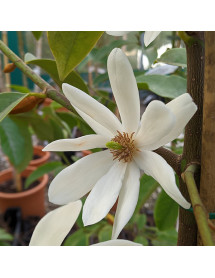 Magnolia Fairy White (3lt)