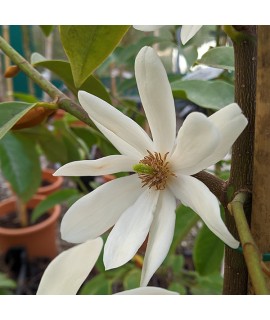 Magnolia Fairy White (5lt)