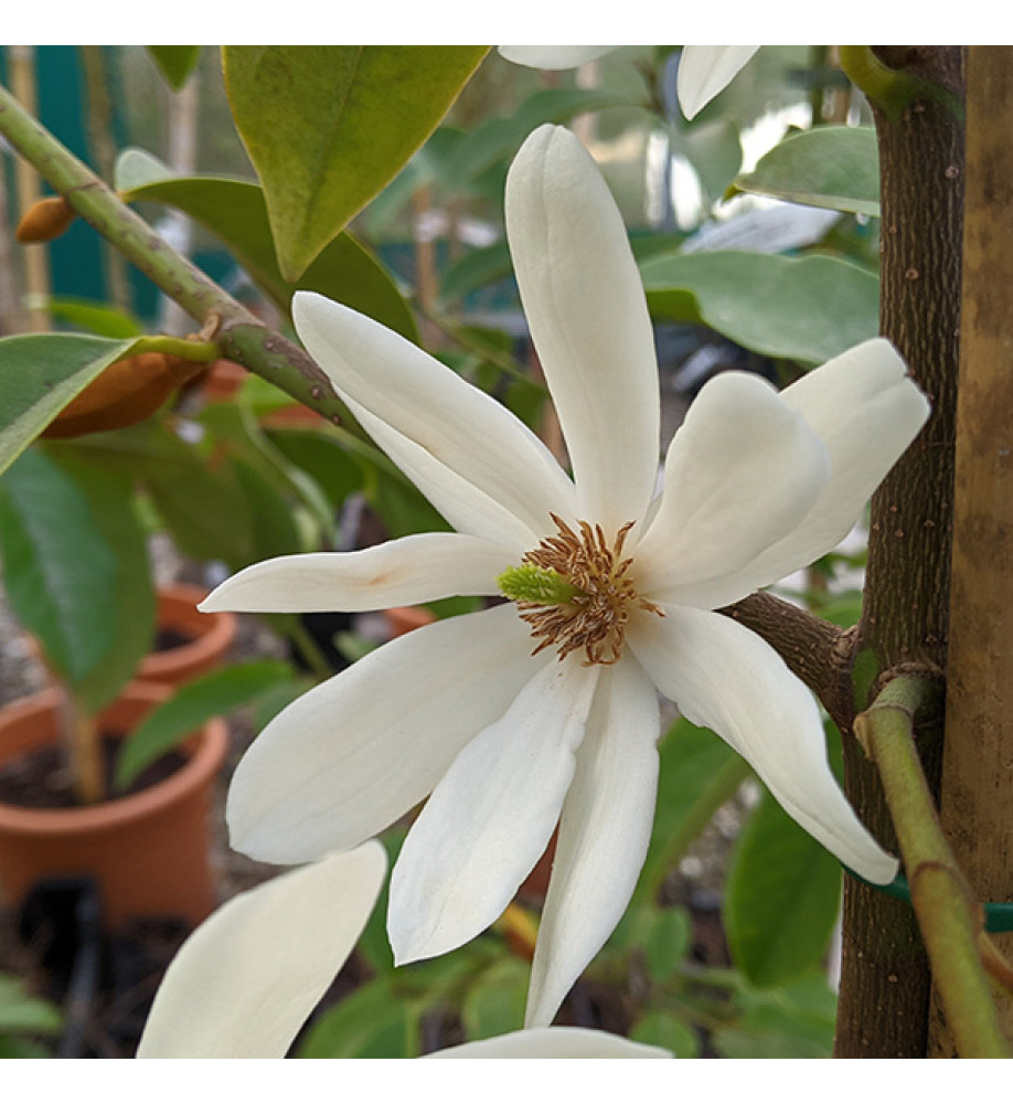 Magnolia Fairy White (3lt)