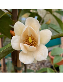 Magnolia Fairy White (3lt)