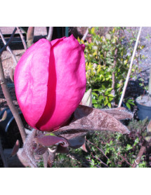 Magnolia Felix Jury (Jurmag2) (35lt)