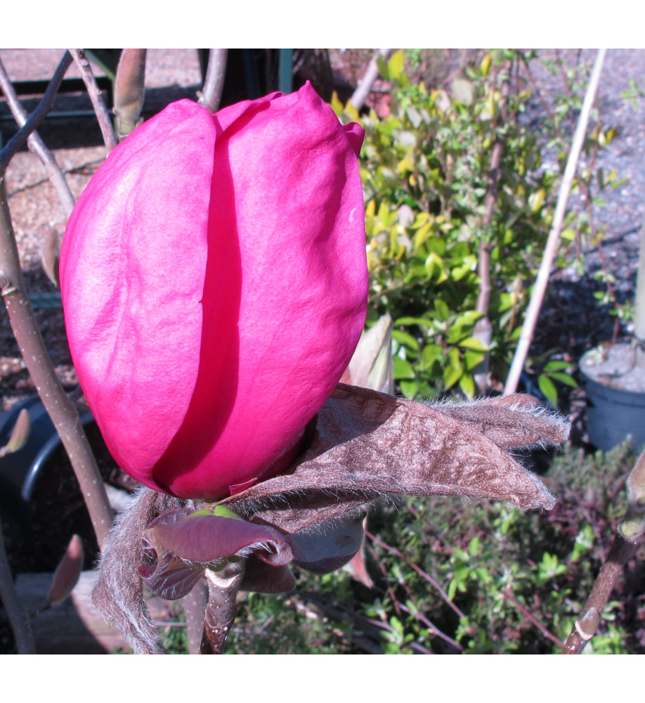 Magnolia Felix Jury (Jurmag2) (35lt) Magnolia Felix Jury (Jurmag2) (35lt)