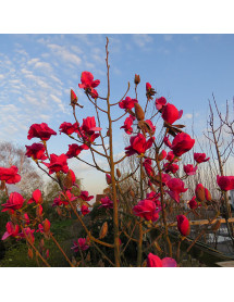 Magnolia Felix Jury (Jurmag2) (35lt)