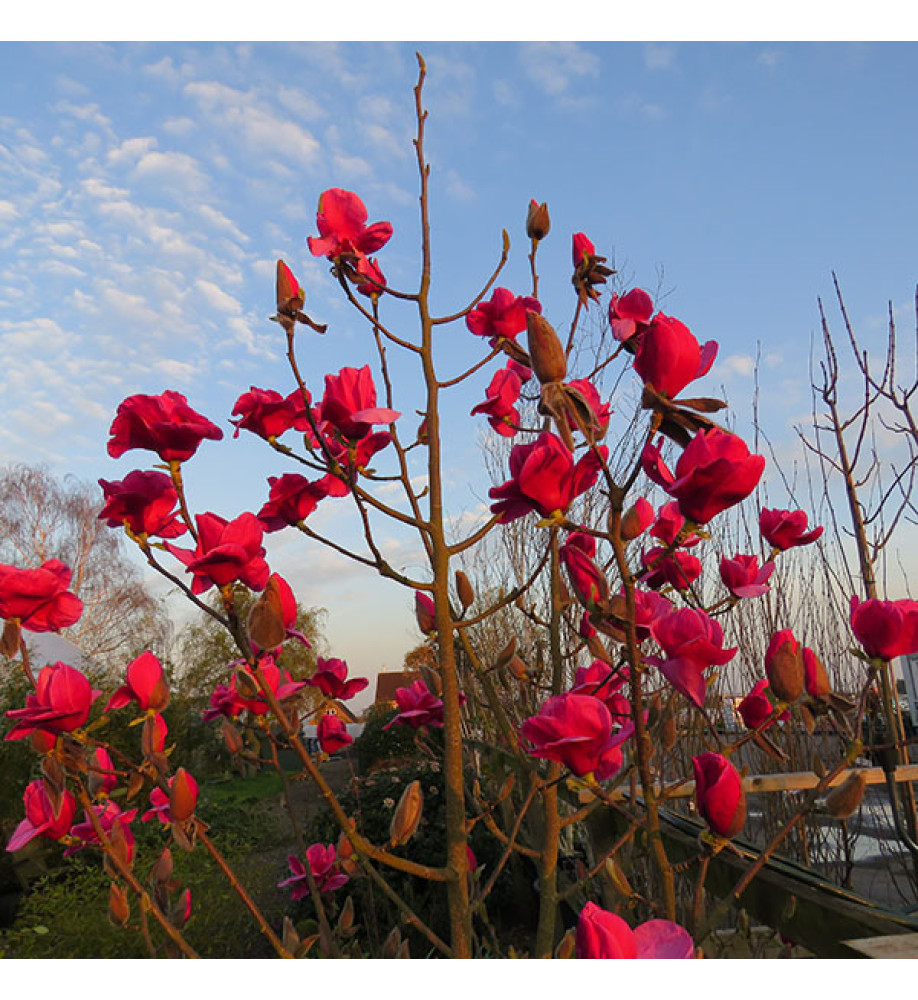 Magnolia Felix Jury (Jurmag2) (35lt) Magnolia Felix Jury (Jurmag2) (35lt)