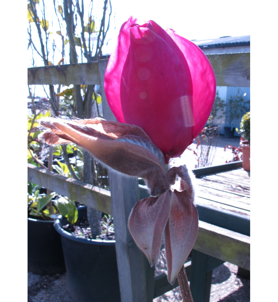 Magnolia Felix Jury (Jurmag2) (35lt) Magnolia Felix Jury (Jurmag2) (35lt)