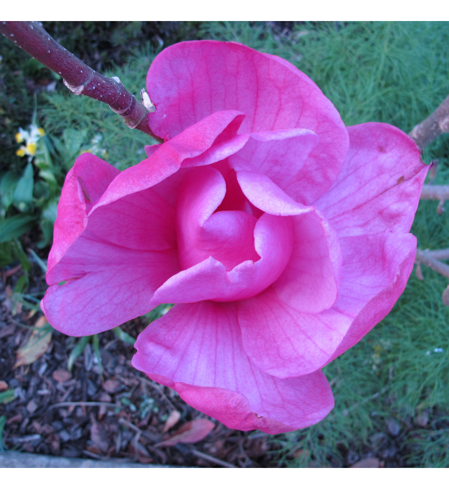 Magnolia Felix Jury (Jurmag2) (35lt) Magnolia Felix Jury (Jurmag2) (35lt)