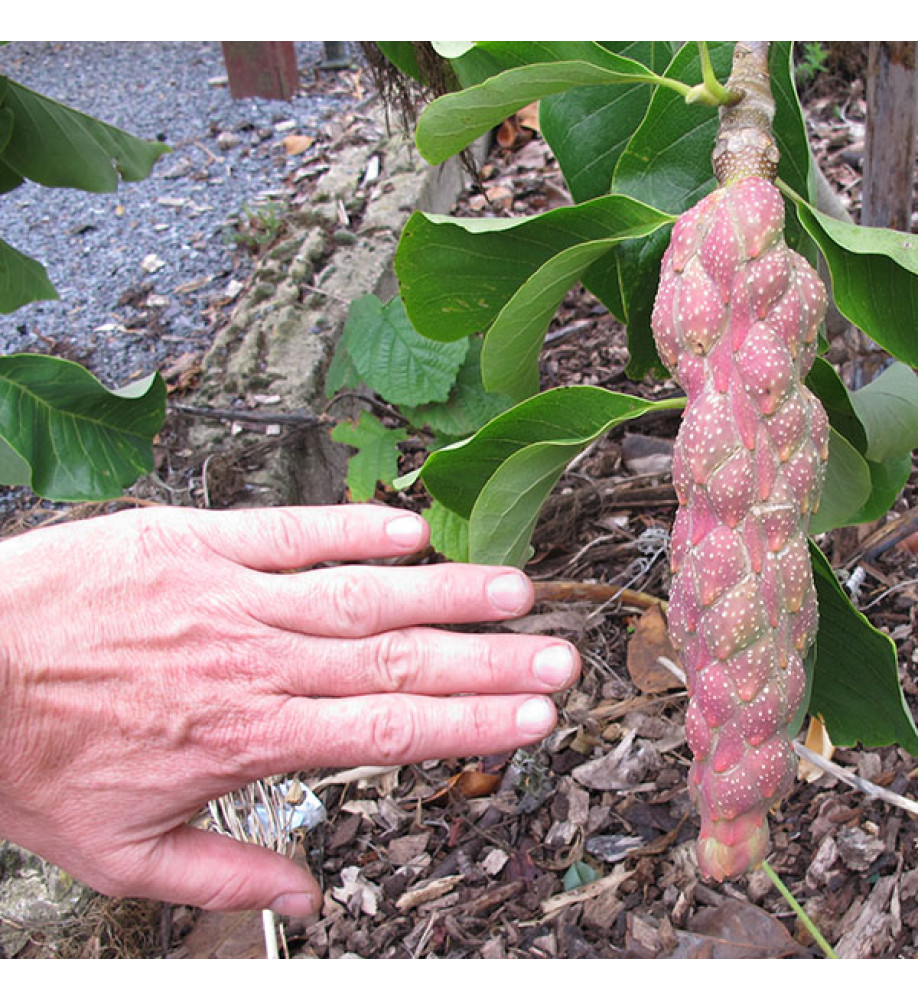 Magnolia Felix Jury (Jurmag2) (35lt) Magnolia Felix Jury (Jurmag2) (35lt)