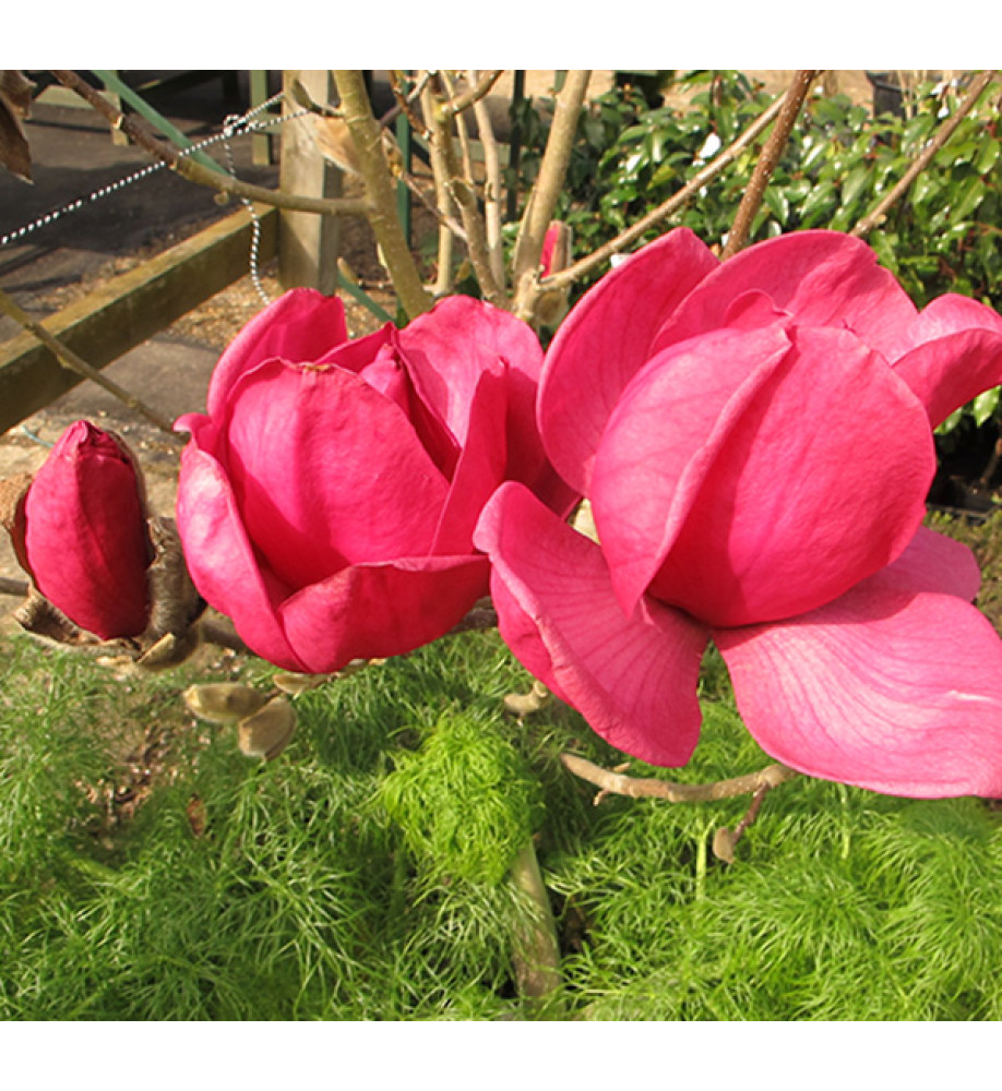 Magnolia Felix Jury (Jurmag2) (35lt) Magnolia Felix Jury (Jurmag2) (35lt)