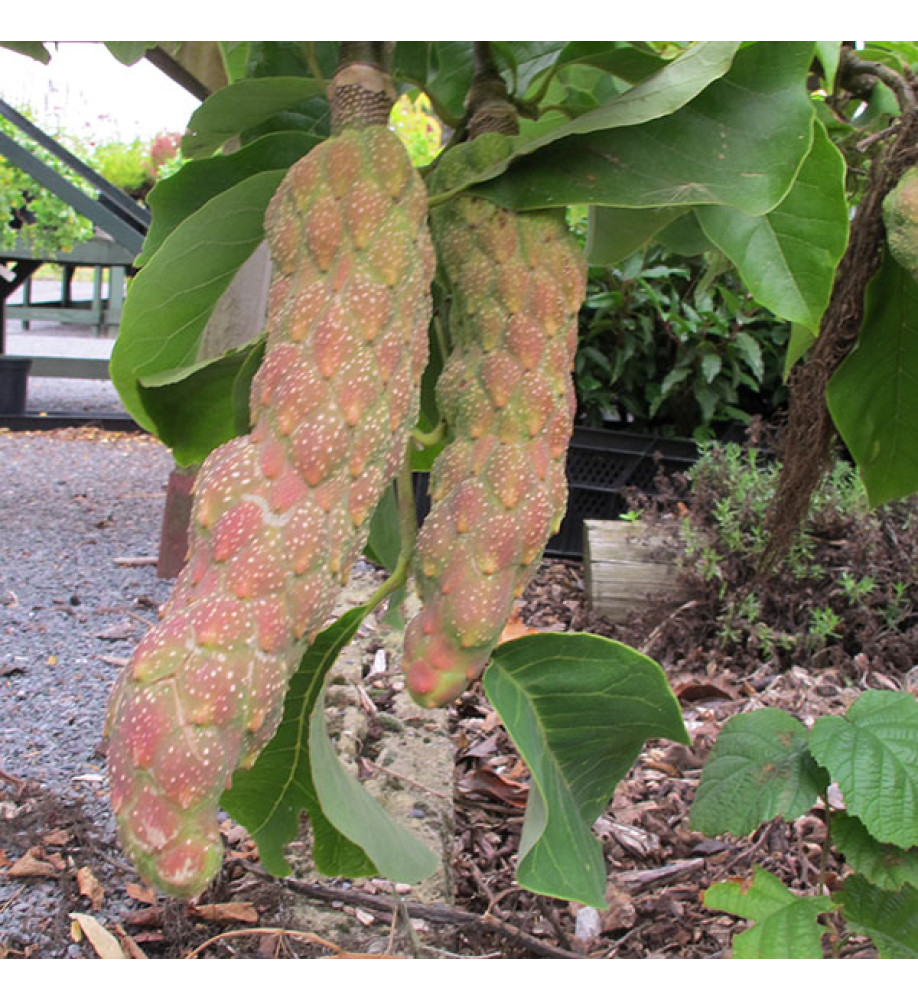 Magnolia Felix Jury (Jurmag2) (35lt) Magnolia Felix Jury (Jurmag2) (35lt)