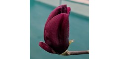 Magnolia Genie (5lt)