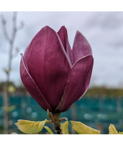 Magnolia Genie (12lt)
