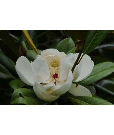Magnolia grandiflora Exmouth (3lt)