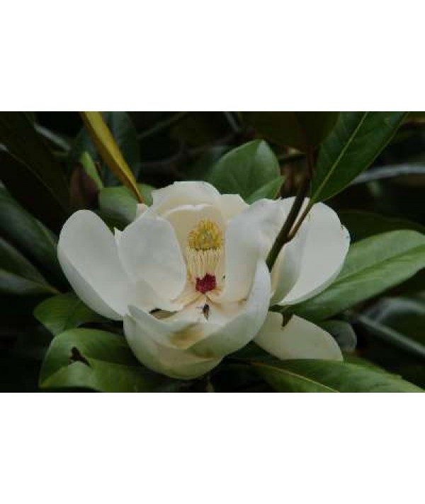 Magnolia grandiflora 1.2m Standard (35lt)