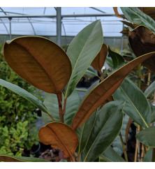 Magnolia grandiflora Ferruginea (12lt)