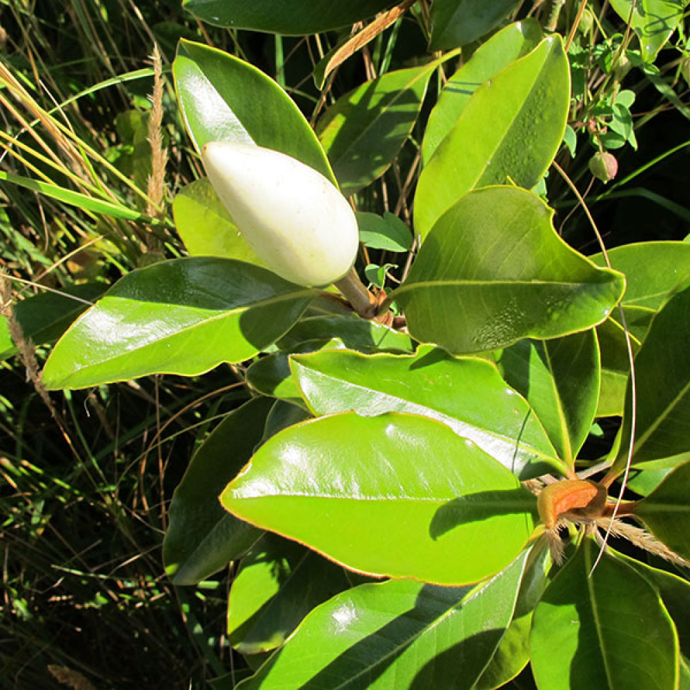 Magnolia grandiflora Little Gem (38lt airpot)