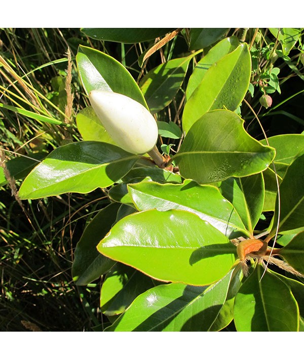 Magnolia grandiflora Little Gem (7.5lt)