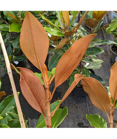 Magnolia grandiflora Kay Parris (12lt)